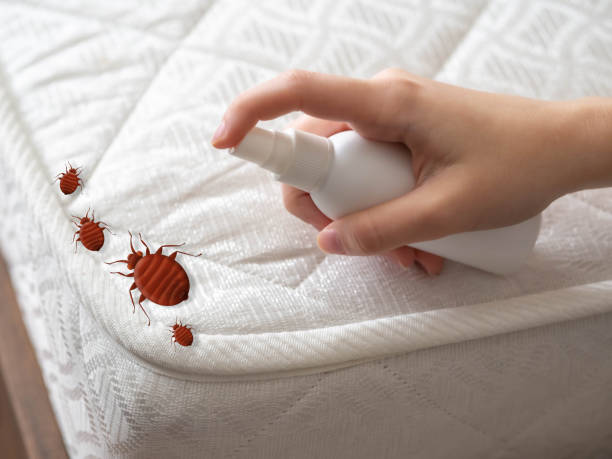 Reliable Glencoe, FL Pest Control Solutions