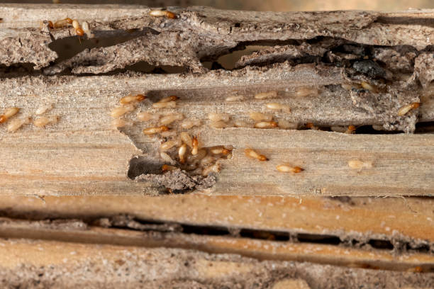 Best Affordable Pest Control Services  in Glencoe, FL